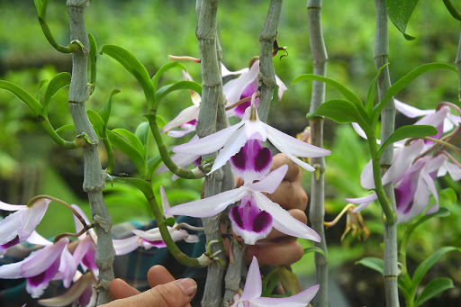 lan đột biến hiện nay