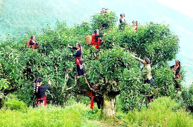 Đặc sản Chè Shan Tuyết Hà Giang mua làm quà khi đến Hà Giang