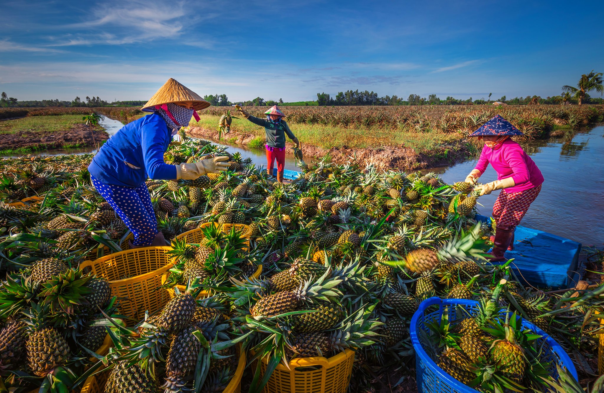 Đặc sản Dứa Cầu Đúc Hậu Giang mua làm quà khi đến Hậu Giang