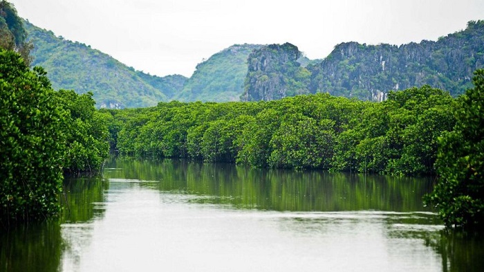 Du lịch Khu du lịch sinh thái rừng ngập mặn xã Đại Hợp