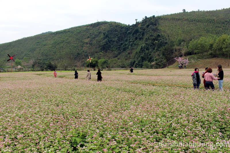 Du lịch Thung lũng hoa tam giác mạch Quảng Chu