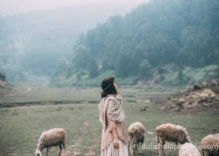 Du lịch Cánh đồng nuôi cừu