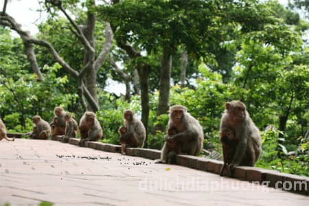 Du lịch Đảo Rều ( Đảo Khỉ)