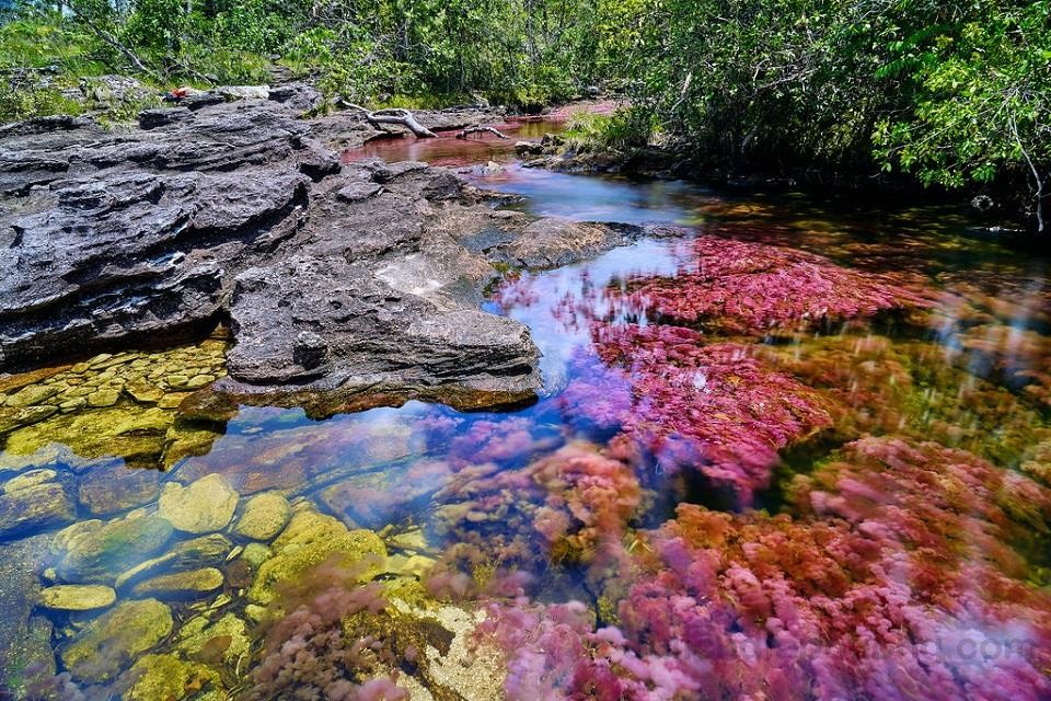 Dòng sông cầu vồng Cano Cristales địa điểm du lịch tại Colombia