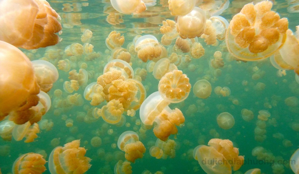 Hồ sứa địa điểm du lịch tại Palau