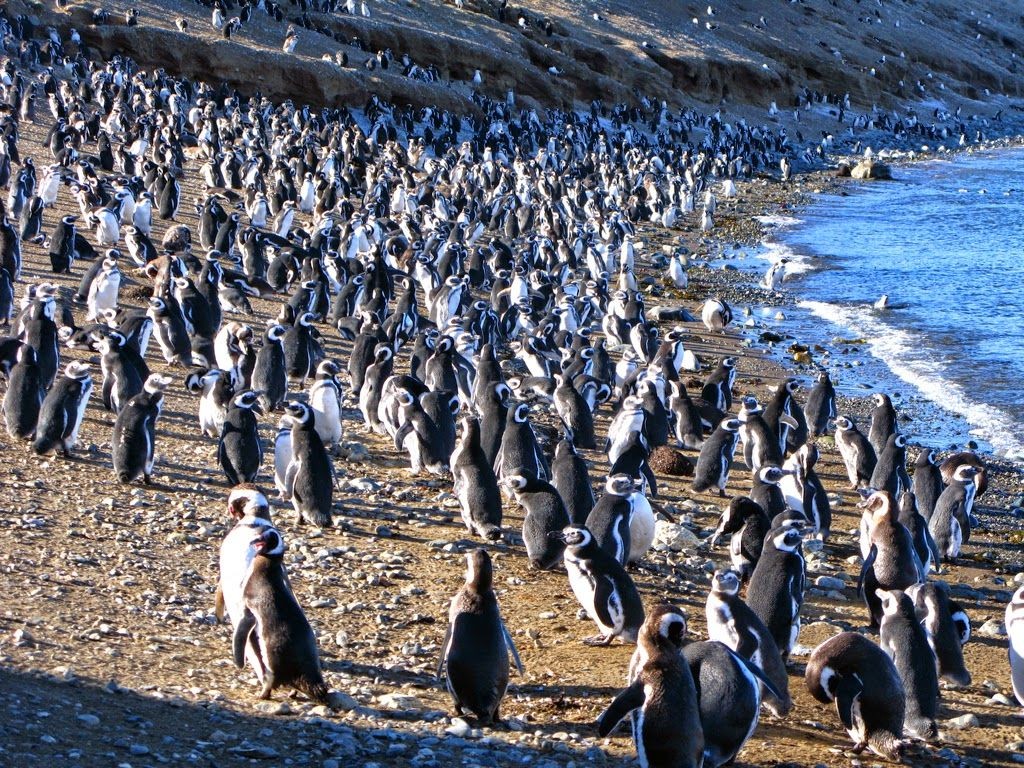 Quần thể chim cánh cụt Los Pinguinos địa điểm du lịch ở Chile - kinh nghiệm du lịch Chile