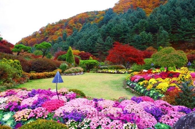Vườn hoa Morning Calm địa điểm du lịch ở Hàn Quốc - kinh nghiệm du lịch Hàn Quốc